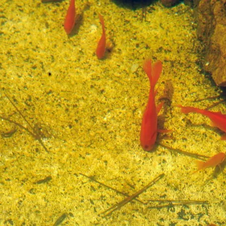 Rural Binigaus Vell فندق 4*