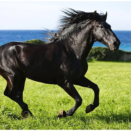 Rural Binigaus Vell 4*