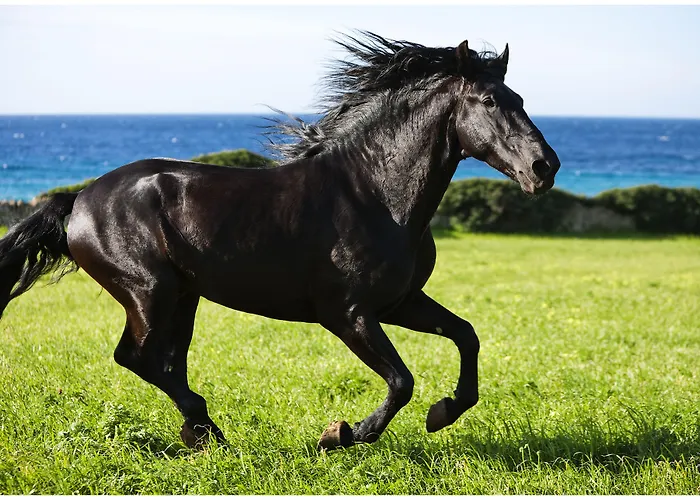 Rural Binigaus Vell 4*